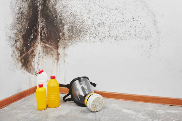 Best Fast Mold Removal  in Ventnor City, NJ