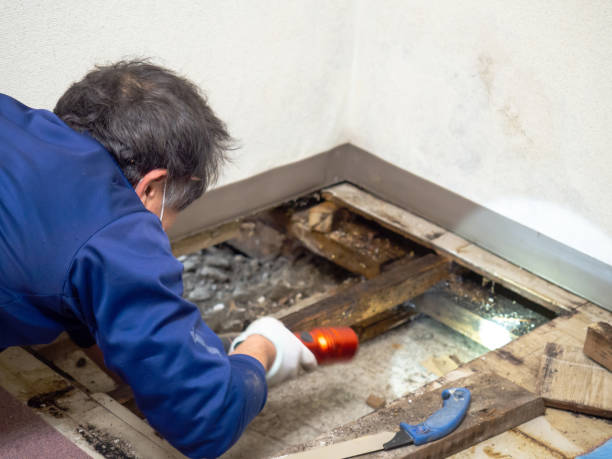 Best Mold Removal Company Near Me  in Ventnor City, NJ