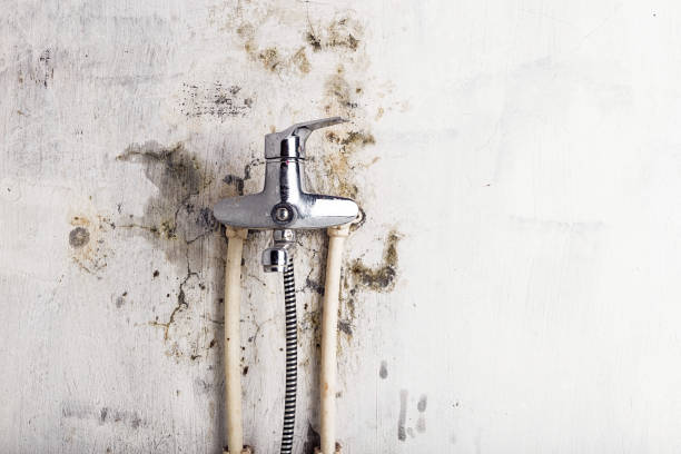 Best Mold Cleaning Services  in Ventnor City, NJ