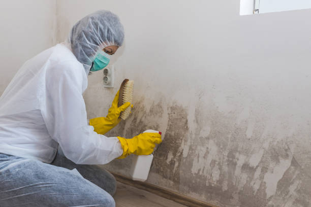 Best Toxic Mold Removal  in Ventnor City, NJ