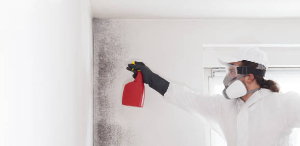 Best Certified Mold Removal  in Ventnor City, NJ