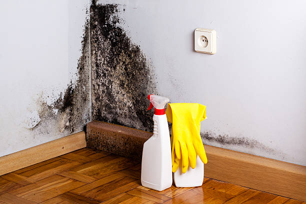 Best Mold Removal and Inspection  in Ventnor City, NJ