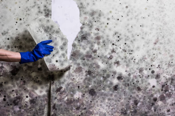 Best Same-Day Mold Removal  in Ventnor City, NJ