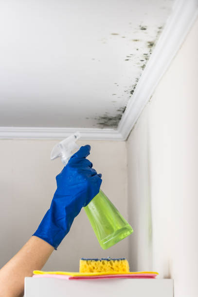 Best Best Mold Removal Companies  in Ventnor City, NJ